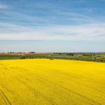 Da vivência no campo à geração de oportunidades, João Eustáquio De Almeida Junior mostra como a experiência no agro pode impulsionar novos negócios.